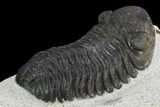 Morocops Trilobite - Visible Eye Facets #120076-4